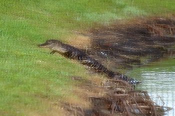 Alligator crawling out of a lake at hotel grounds in Florida.