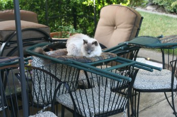 Pilgrim's take on the new patio furniture (just after cast party)