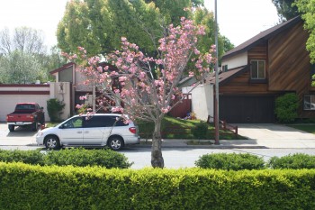 Bye-bye cherry tree.