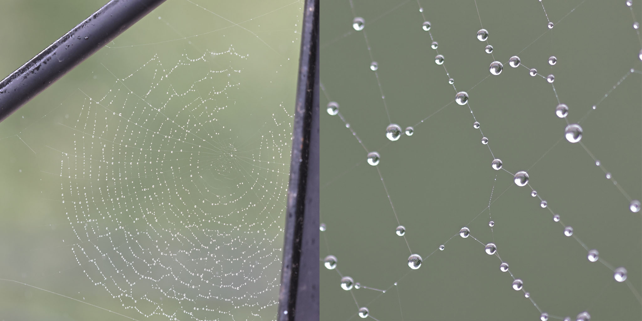 Spiderweb with rain drops.