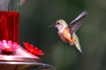 Hummingbird hovering next to a feeder in Kitsap, WA.